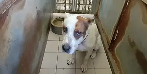 混種比特犬攻擊人與老狗 飼主見狀竟落跑