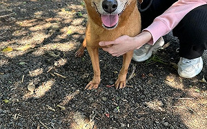 公私協力   新北87處認養小棧助5893隻犬貓找到新家