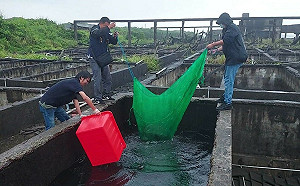 水產工廠私養綠蠵龜  新北跨機關救援將野放
