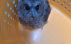 新北生物多樣性豐富 動物救援案平均每天逾16件