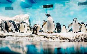 屏東海生館年度大事  可愛呆萌企鵝全員健康檢查中！