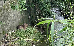 溪裡有「像狗又像豬」生物　村民圍捕真相曝