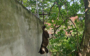胖貓倒頭栽吊掛圍牆 新北動保處馳援斷尾求生為牠覓良緣