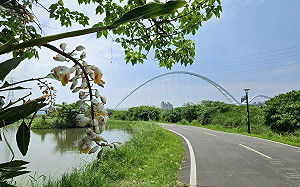 新北新海濕地「月桃」盛開 伴你漫騎新北河濱自行車道 