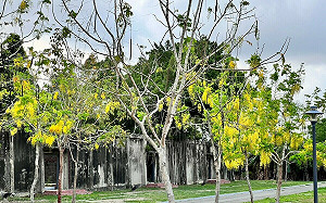 浪漫黃金雨登場！台南賞花順遊行程這樣安排