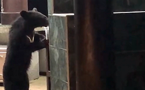 台灣黑熊罕見出沒廬山  南投林管處首例自主通報