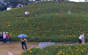 (影)彰化浪漫虎山巖金針花「花況直播」！遊客憂：侵犯隱私