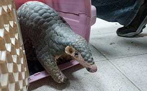 駕駛注意！山道不只有猴子  「野生穿山甲」遭撞搶救中