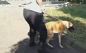 遊蕩高山犬實為親人超大毛寶貝   適用新北認養寵物送保險專案