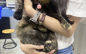 國際抱貓日  新北動保處傳授抱貓小撇步