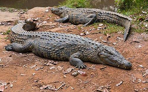 海中鱷口逃生！鱷魚咬住潛水員的頭 澳洲男子緊急這樣做才保住一命.......