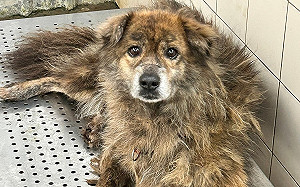 天氣漸熱幫毛寶貝散熱 新北動保處提醒剃毛注意事項 