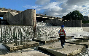 新北新店溪毛蟹溯游 期待一起尋找蟹訊