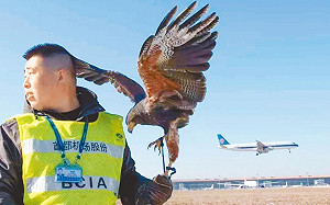 中國嚴重「學歷內捲」 海歸當安檢員 大學生到機場趕鳥 清華、北大跑去「捲菸草」