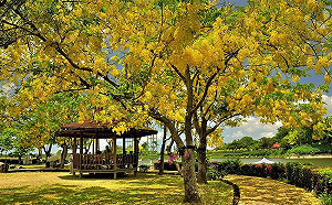 台南初夏必訪美景！「蓮花、阿勃勒、鳳凰花」綻放超吸睛