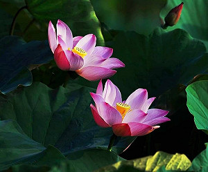 賞花、聽音樂!桃園蓮花季6/29登場