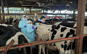 5個月檢測896頭牛all pass 新北守護無核奶乳顧食安