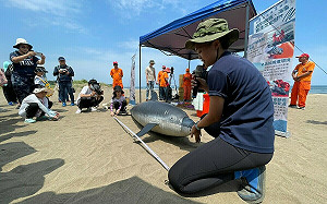 迎接世界海洋日 新北首場鯨豚海龜救援課程開跑