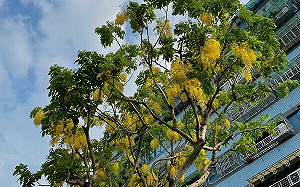 相約新北街頭 來場夏季限定的金色之戀 