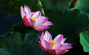 賞花、聽音樂！桃園蓮花季6/29登場