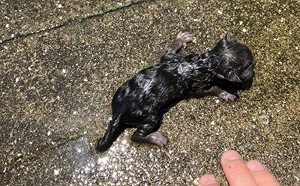 水溝撿到醜醜小動物！男收編養大變精靈超仙