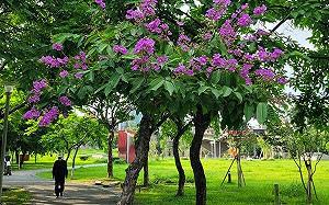 大花紫薇現蹤跡 新北板橋音樂公園親子同遊好去處