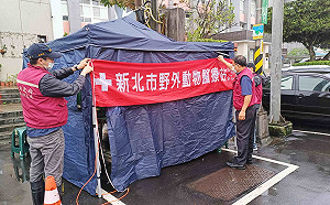 新北遊蕩犬數量控制成效斐然 今年再推新措施