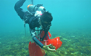 永續海洋教育展6/15登場 新北貢寮復育珊瑚軟足類