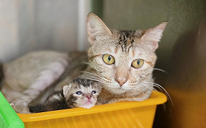 馳援骨折母貓 新北動保處救喵星人1貓3命