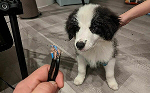 陳柏惟直播暫停冒萌禍首 溫朗東：變得很會接電線