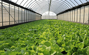 康芮襲台菜價飆漲近３成 萵苣漲最多！農糧署出招了