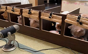 多貓家庭放飯難？他建造「拉麵店」神解決