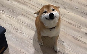 心機柴「飛機耳 微笑」　往後一看原地傻眼