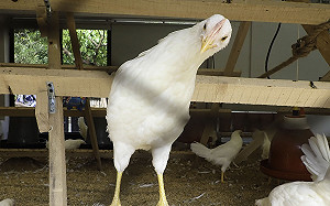 端午最新玩法！台北市立動物園百人立蛋挑戰6/22登場