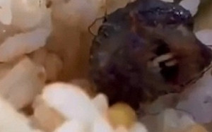 央視「指鼠為鴨」丟大臉! 官方調查正式宣佈 : 那是「鼠頭」不是「鴨脖」