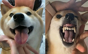 食人花vs.太陽花　兩隻柴犬的開花舞對決