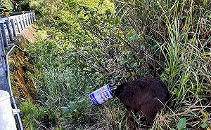 長鬃山羊頭卡油漆桶  受困玉山崖邊險墜谷