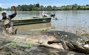 義大利水怪現形！釣客捕獲3公尺巨型鯰魚