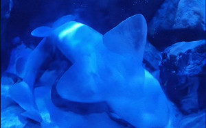 水族館鯊魚翻肚沉水底！館方公告超無奈