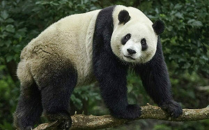 大貓熊「圓寶」3歲了！動物園6/28準備專屬蛋糕慶生