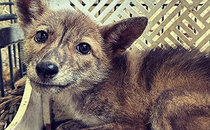 路邊撿到小萌狗！越看越怪送檢愣：不能養