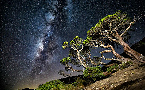 南投星空季7/1登場！超萌「卡娜赫拉的小動物」一同觀星