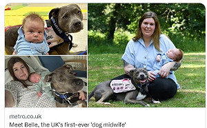 鬥牛犬變助產士！英國醫院開放第1隻狗狗陪生