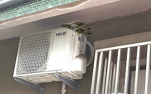 全身被咬 小心恐中「禽蟎」！專科醫：鳥類活動處別曬衣