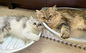 這些貓我要了！7隻波斯貓繼承逾30萬美元遺產 上百人搶奪領養權