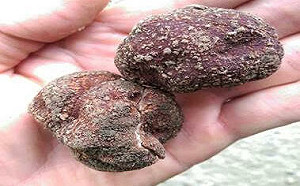 台灣也有黑松露！台東太麻里發現全新特有種   具人工栽培潛力