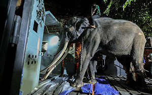 總理出面道歉! 斯里蘭卡逼打工虐待泰國所贈大象! 重金飛回泰國養病