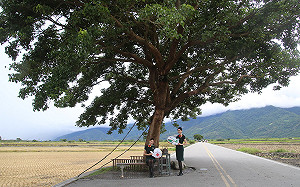 「金城武樹」將改名地方反對！台東縣府：不會干預民間稱呼