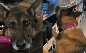 退休偵爆犬自認被開除　爸1神招助重拾笑顏