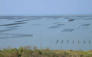 親子同遊挖文蛤！台南七股海鮮節  7/29熱鬧登場